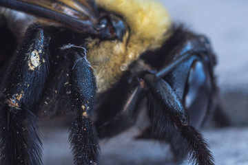 Pollen Covered Legs of Bee