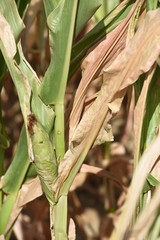 mais recolte secheresse ete climat meteo culture agriculture perte chaleur canicule terre planete environnement bio rechauffement climatique 2018 record brule cereales wallonie champs