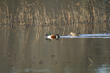 A male and female Northern Shoveler among reeds in a marsh.