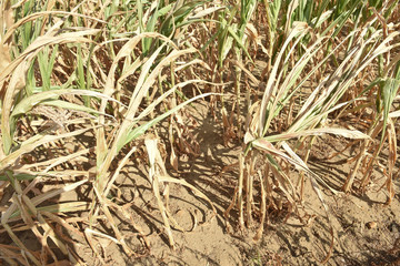 mais recolte secheresse ete climat meteo culture agriculture perte chaleur canicule terre planete environnement bio rechauffement climatique 2018 record brule cereales wallonie champs