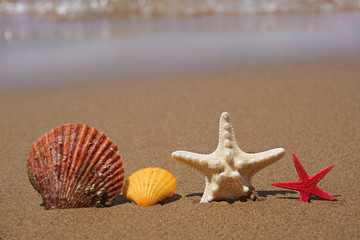 Starfishes and sea shells on beach sand. Summer vacation concept.