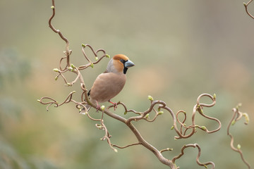Hawfinch on a branch
