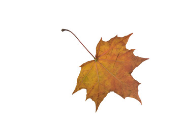 Maple yellow leaf on a white background.