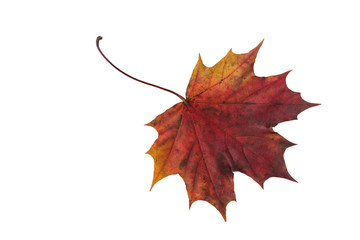Maple red leaf on a white background.