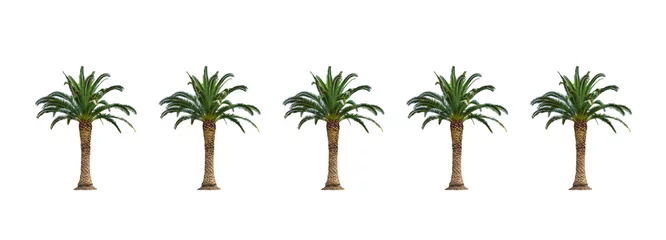 Aluminium Prints Palm tree Dates palm tree isolated on white background.