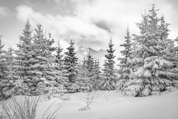 Fototapeta premium Zimowy las w Tatrach Wysokich. Polska.