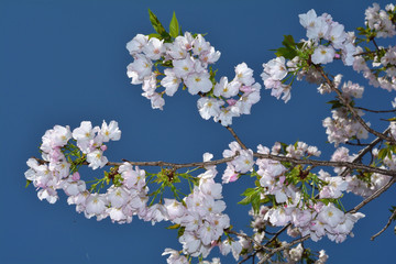 桜、衣通姫（ソトオリヒメ）