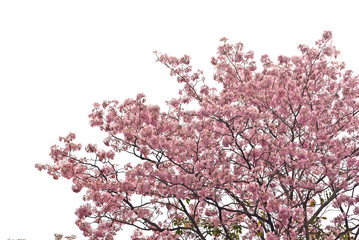 Pink trumpet tree on isolate white background
