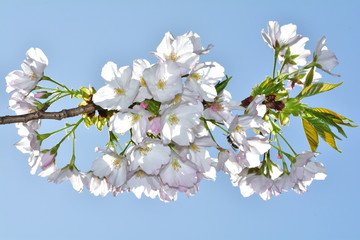 桜、衣通姫（ソトオリヒメ）