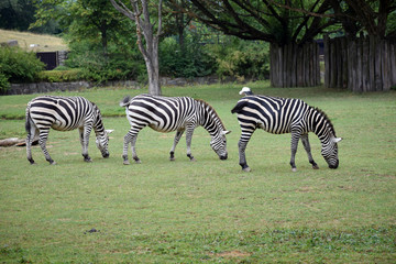 Fototapeta na wymiar Trio of the zebras.