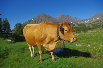 Fototapeta na wymiar Vaches dans la montagne verte des Pyrénées