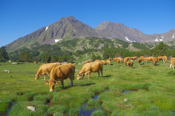 Fototapeta na wymiar Vaches dans la montagne verte des Pyrénées