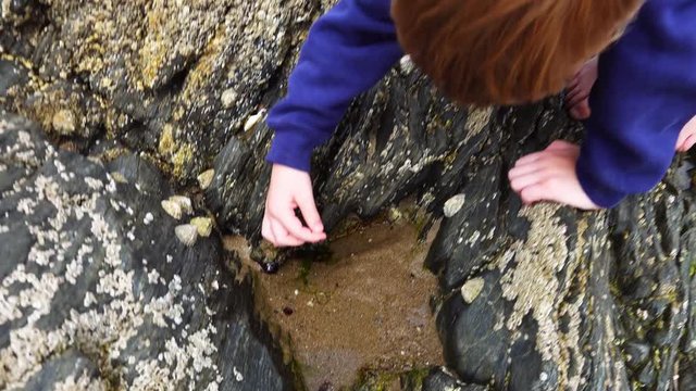 A child looks for creatures in a rock pool