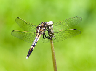 ムギワラトンボ