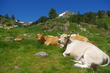 Fototapeta na wymiar Vaches de montagne