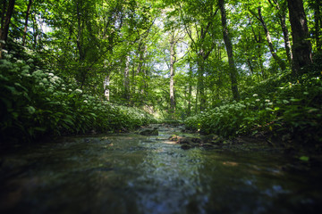 water stream in green forest 