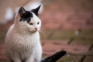 Close-up portrait of a little domestic kitten with black spots of fur outside in a country yard with red pavement, selective focus