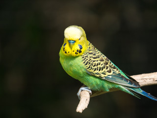 Perruche
