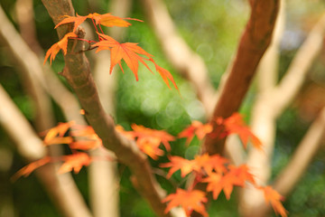 秋 紅葉