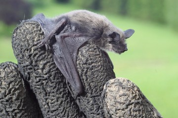 Small bat holding tight human fingers in working gloves