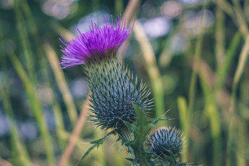 Distel - Carduus - Räucherpflanze in lila