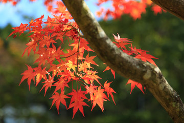 秋 紅葉