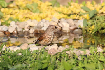 bird and bee