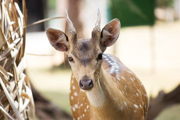 spotted deer closeup