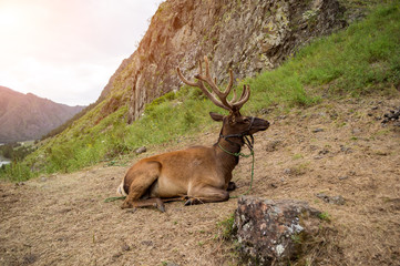 Deer maral with big horns lies on a mountain tied with a bridle