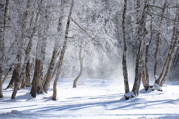 winter landscape