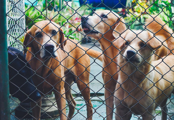 Outdoor dogs in shelter mesh.