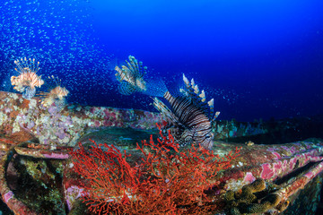 Beautiful Lionfish swimming over a coral encrusted shipwreck in a tropical ocean