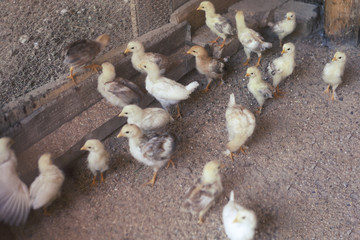 Baby Chicks Enter Their New Home - Chicken Coop.