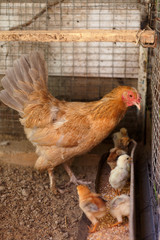 Hen and newborn chickens in the backyard Chicken Coop