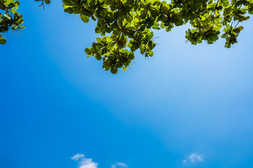 Blue sky and leaf background