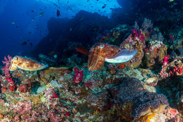 Colorful Cuttlefish on a healthy, thriving tropical coral reef