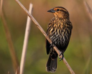  Female Redwing / The Female Redwing in south Florida