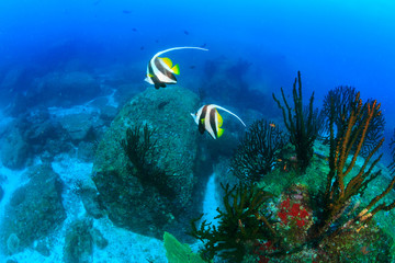 Fototapeta na wymiar Moorish Idols swim around a tropical coral reef