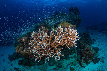 Delicate hard corals on a tropical coral reef