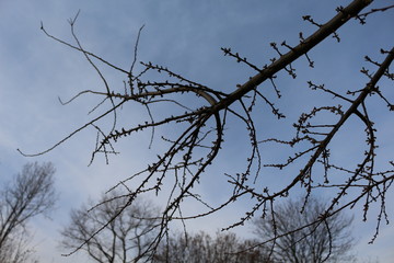 Plant close up