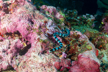 Banded sea snake swimming around rocks on a tropical coral reef at night