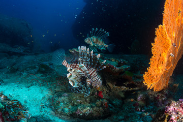 Predatory Lionfish patrol a dark tropical coral reef