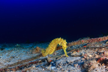 Beautiful Thorny Seahorse on a rope next to a deep tropical coral reef