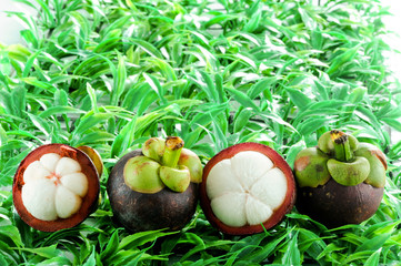 Mangosteen
