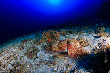 Fototapeta na wymiar Beautiful colorful Cuttlefish on a deep tropical coral reef at dawn