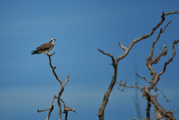 Osprey - Pandion haliaetus, beautiful raptor from Sri Lankan national park Yala.