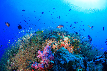 Fototapeta na wymiar Colorful tropical fish swimming over a beautiful,healthy tropical coral reef