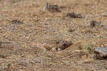 White-tailed Prairie Dog