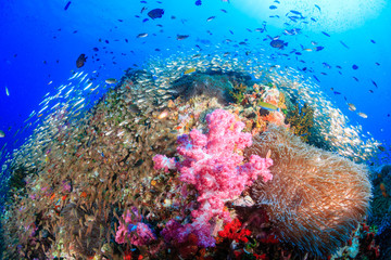 Colorful tropical fish swimming over a beautiful,healthy tropical coral reef