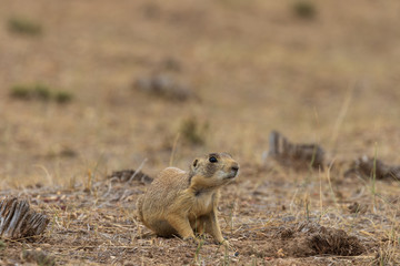 White-tailed Prairie Dog